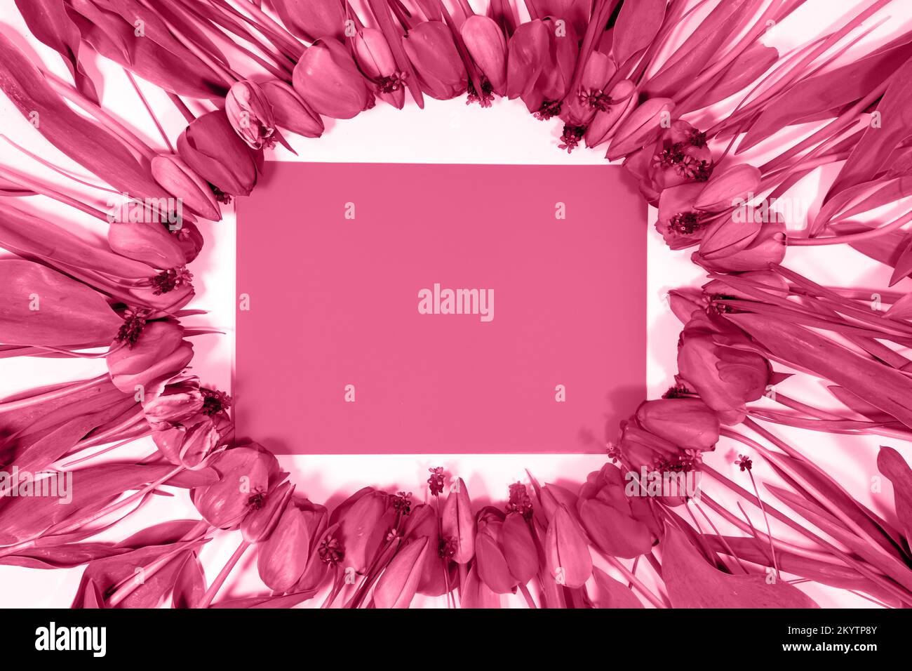 Fiore cornice di tulipani, colore dell'anno 2023 Viva Magenta con spazio per il testo. Foto Stock