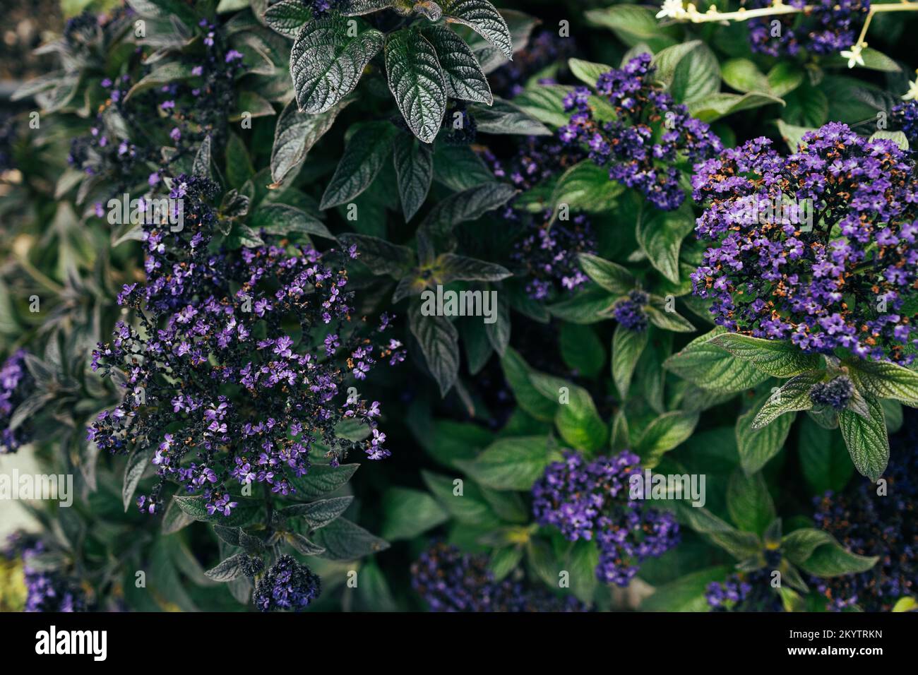 Dolce sfondo viola di piante di fiori d'erba, sfondo romantico Foto Stock