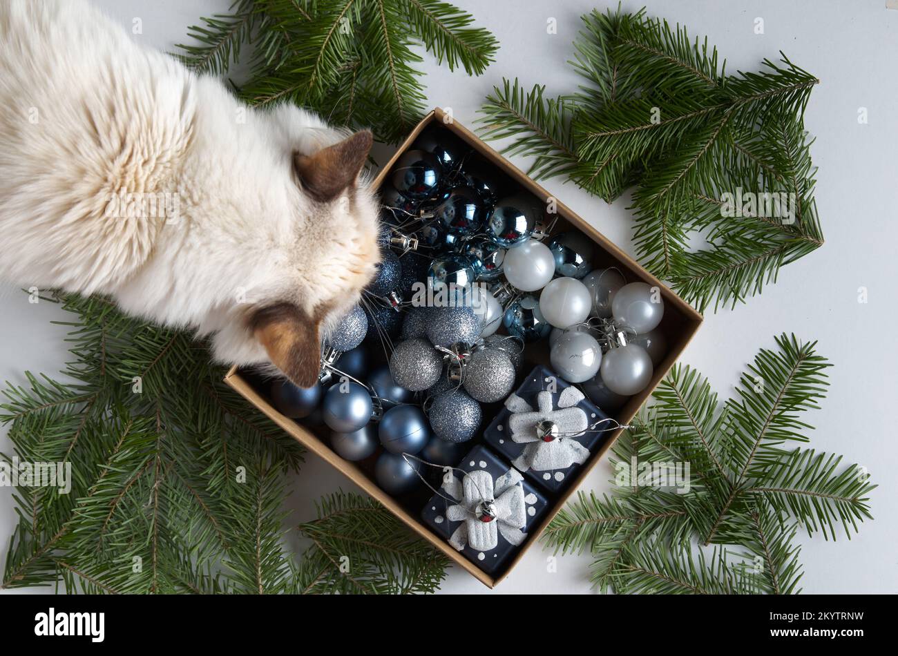 Curioso gatto lanuginoso è interessato a palle di Natale disposti sul pavimento Foto Stock