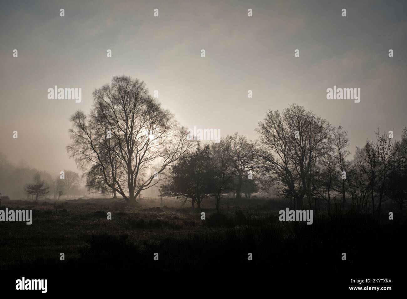 Sole invernale che tramonta dietro i rami nudi di alberi Foto Stock