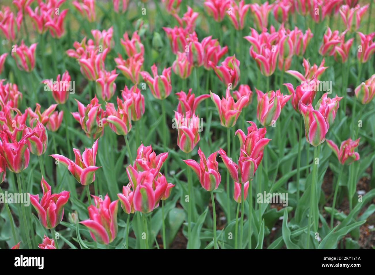 Tulipani viridiflora rosa, verde e bianco (Tulipa) fioritura virichica in un giardino nel mese di aprile Foto Stock