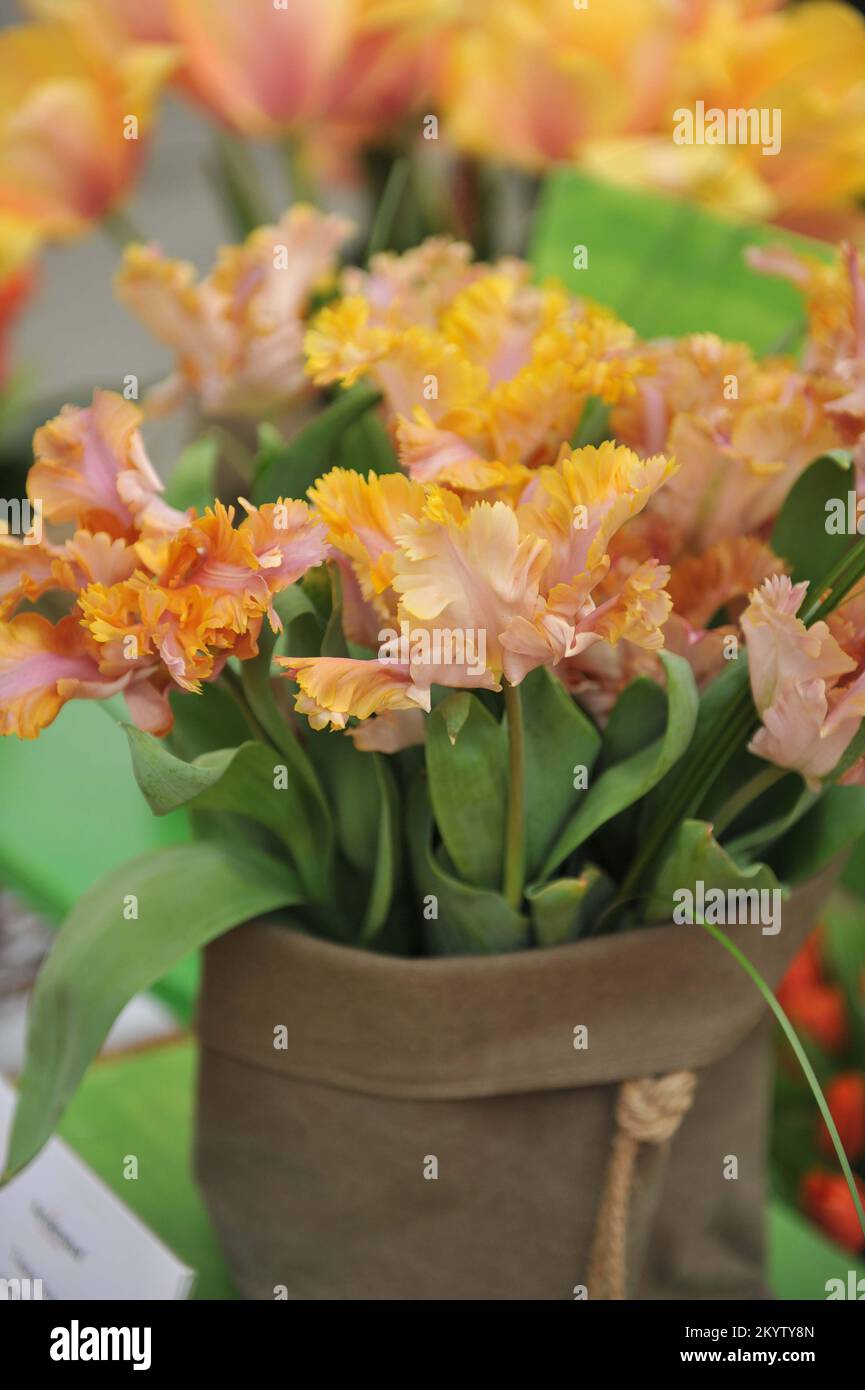 Un bouquet di tulipani di pappagallo giallo albicocca e rosa (Tulipa) Vovos in un giardino nel mese di aprile Foto Stock