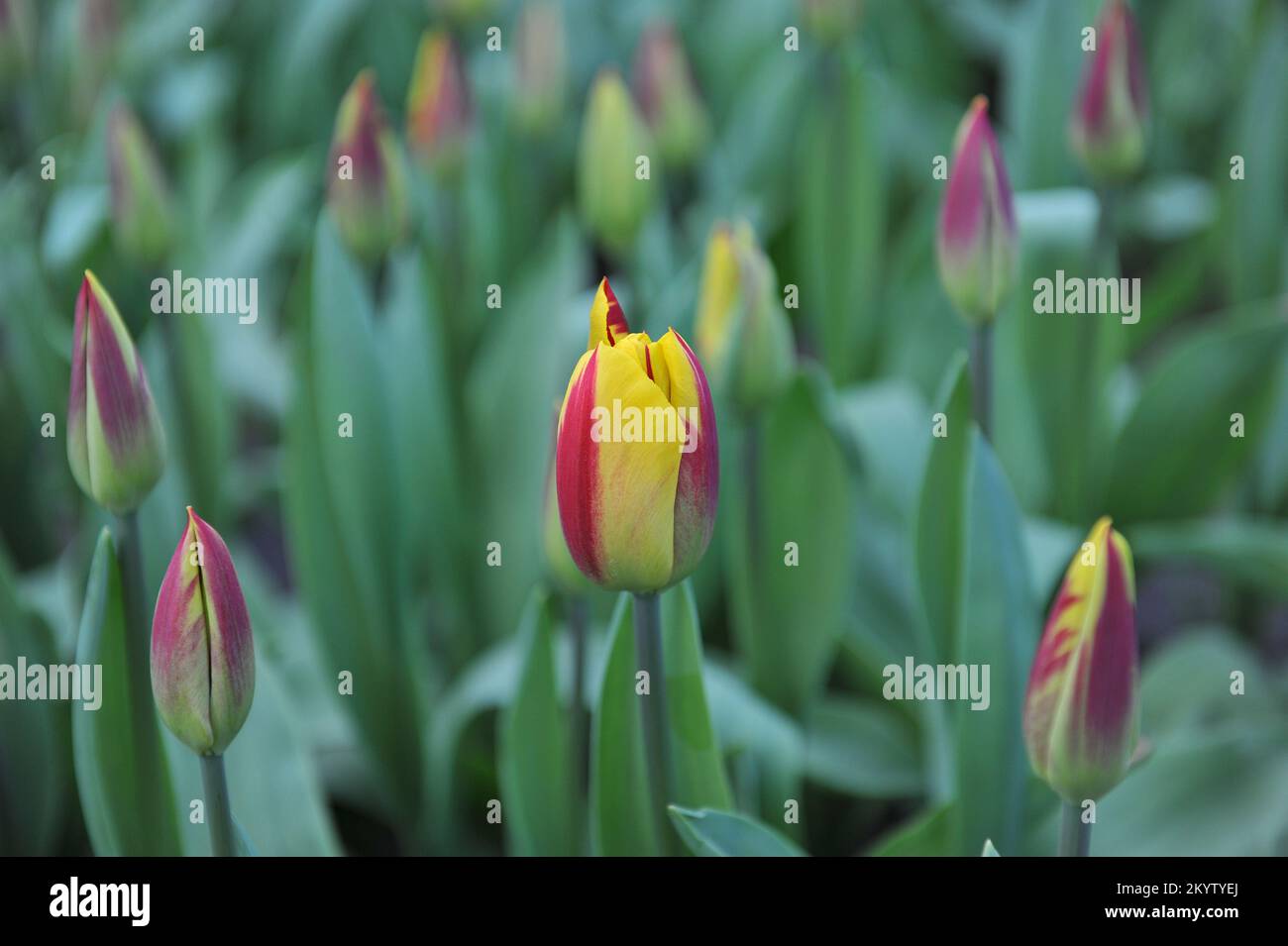 Tulipani Triumph gialli e rossi (Tulipa) Washington Orange fiorisce in un giardino nel mese di aprile Foto Stock