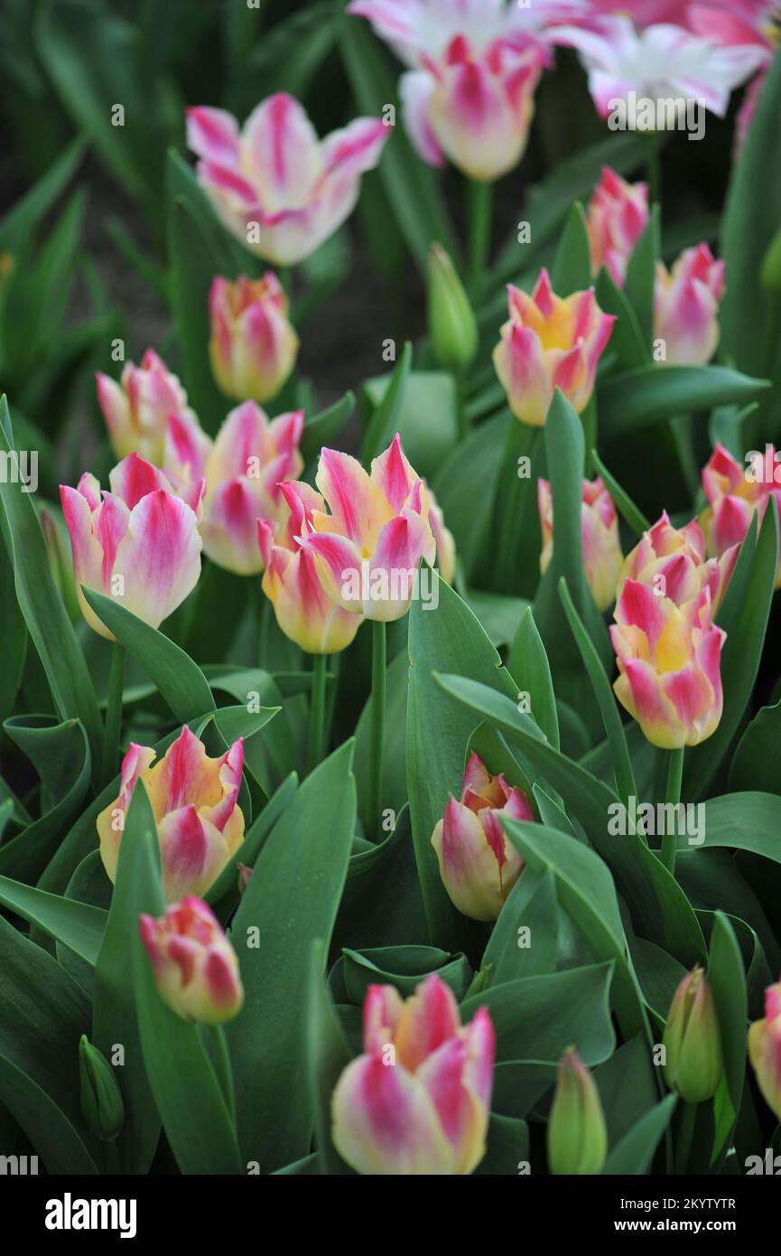 Tulipani Triumph rosa e bianco (Tulipa) Whispering Dream fiorisce in un giardino nel mese di marzo Foto Stock