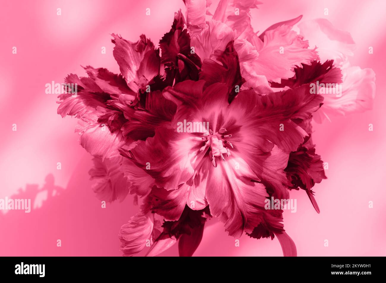 Mazzo di tulipani in stile pappagallo, viva magenta Foto Stock