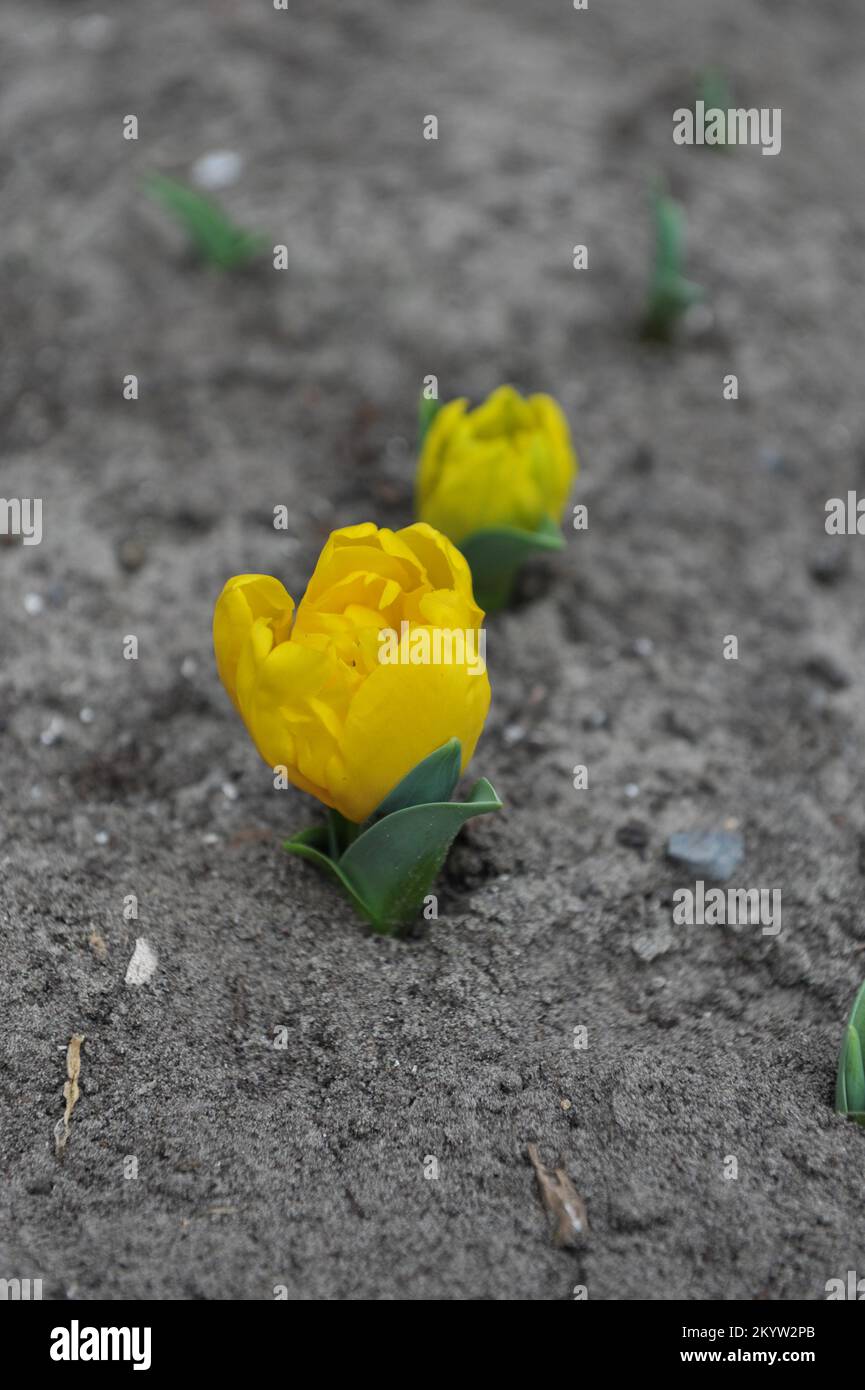 Tulipani gialli a fiore di peonia doppio (Tulipa) Bambini gialli fioriscono in un giardino nel mese di aprile Foto Stock