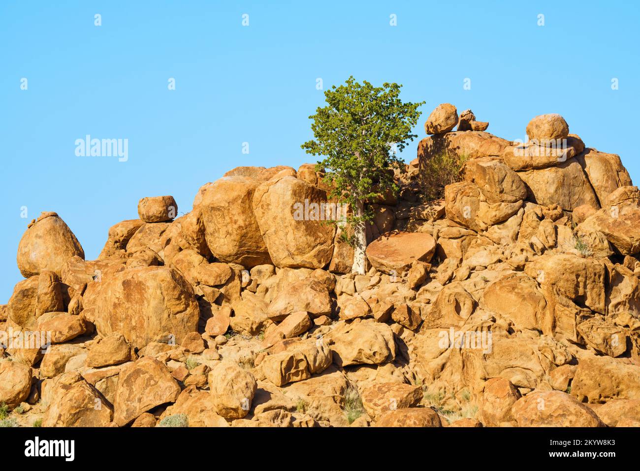 L'albero del pastore verde cresce tra rocce arancioni e massi. Le rocce brillano splendidamente nel tardo pomeriggio sole. Damaraland, Namibia, Africa Foto Stock