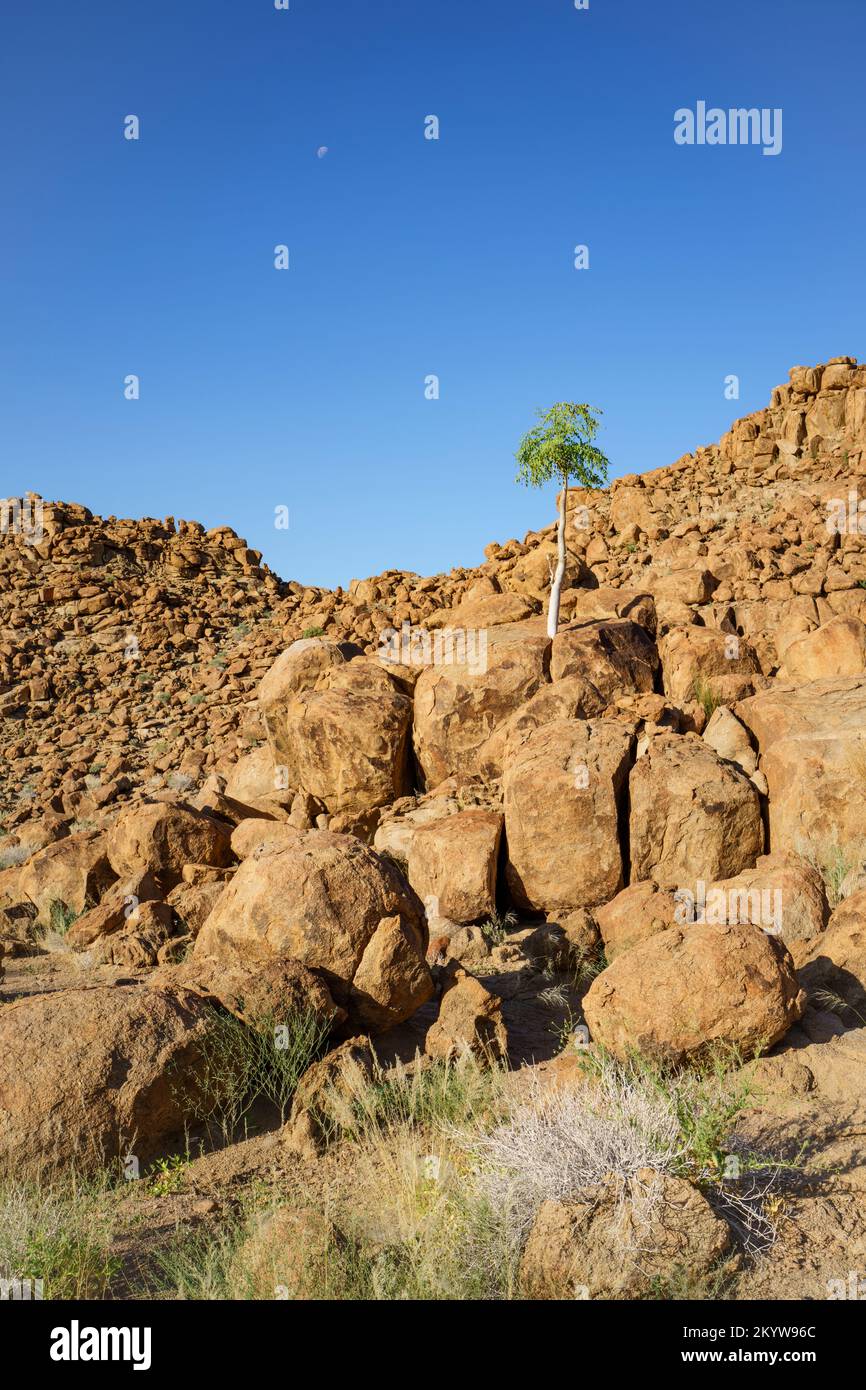 L'albero del pastore verde cresce tra rocce arancioni e massi. Le rocce brillano splendidamente nel tardo pomeriggio sole. Damaraland, Namibia, Africa Foto Stock