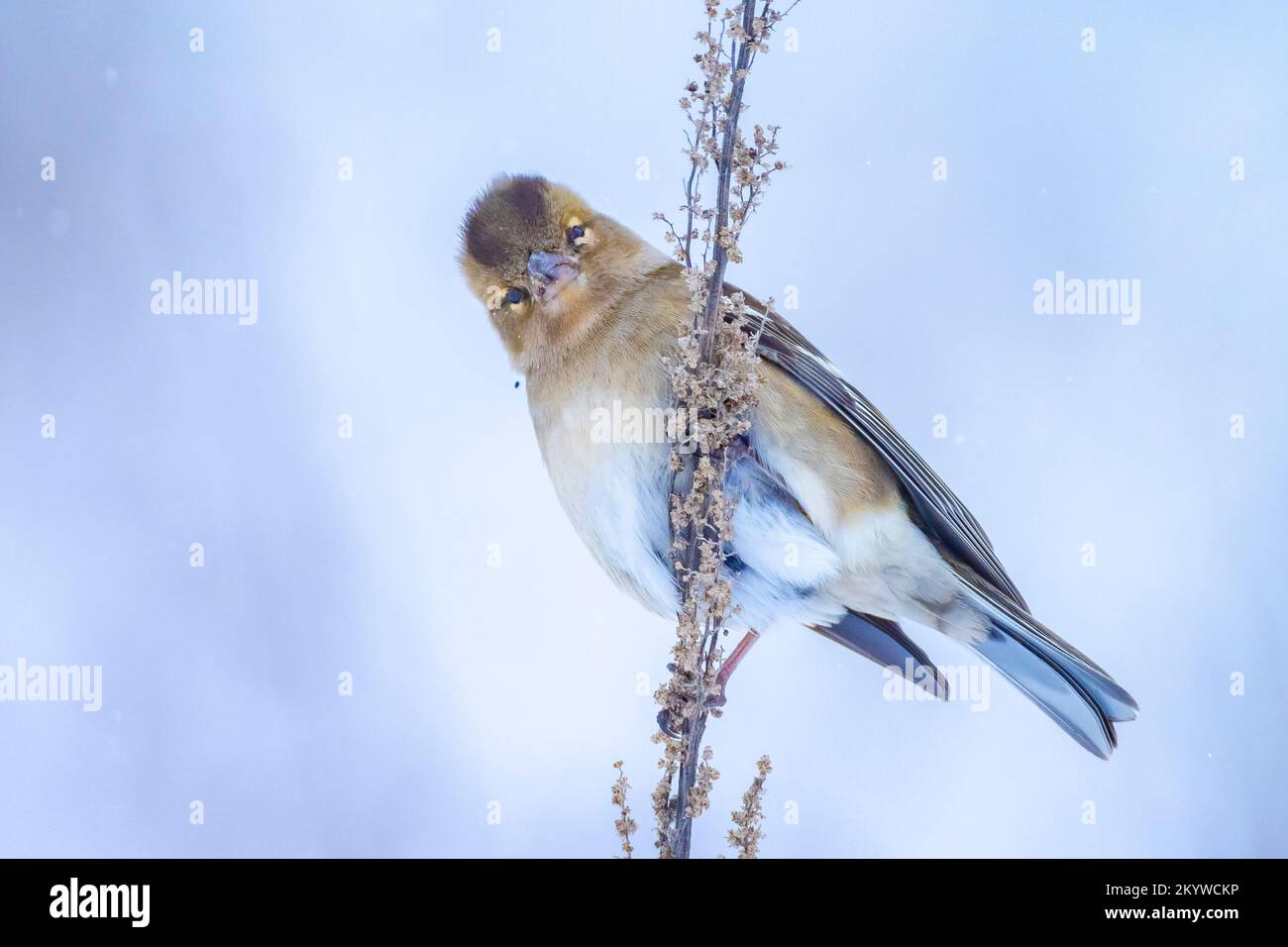 Closeup di un uccello di chaffinch femminile, coelebs di Fringilla, foraging nella neve, impostazione invernale bella fredda Foto Stock