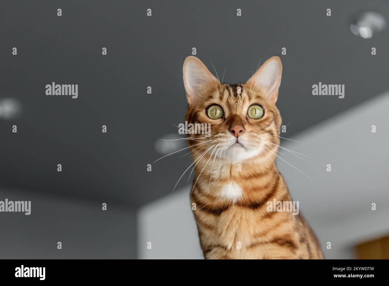 Gatto bengala sullo sfondo di un soffitto grigio nella stanza. Foto Stock