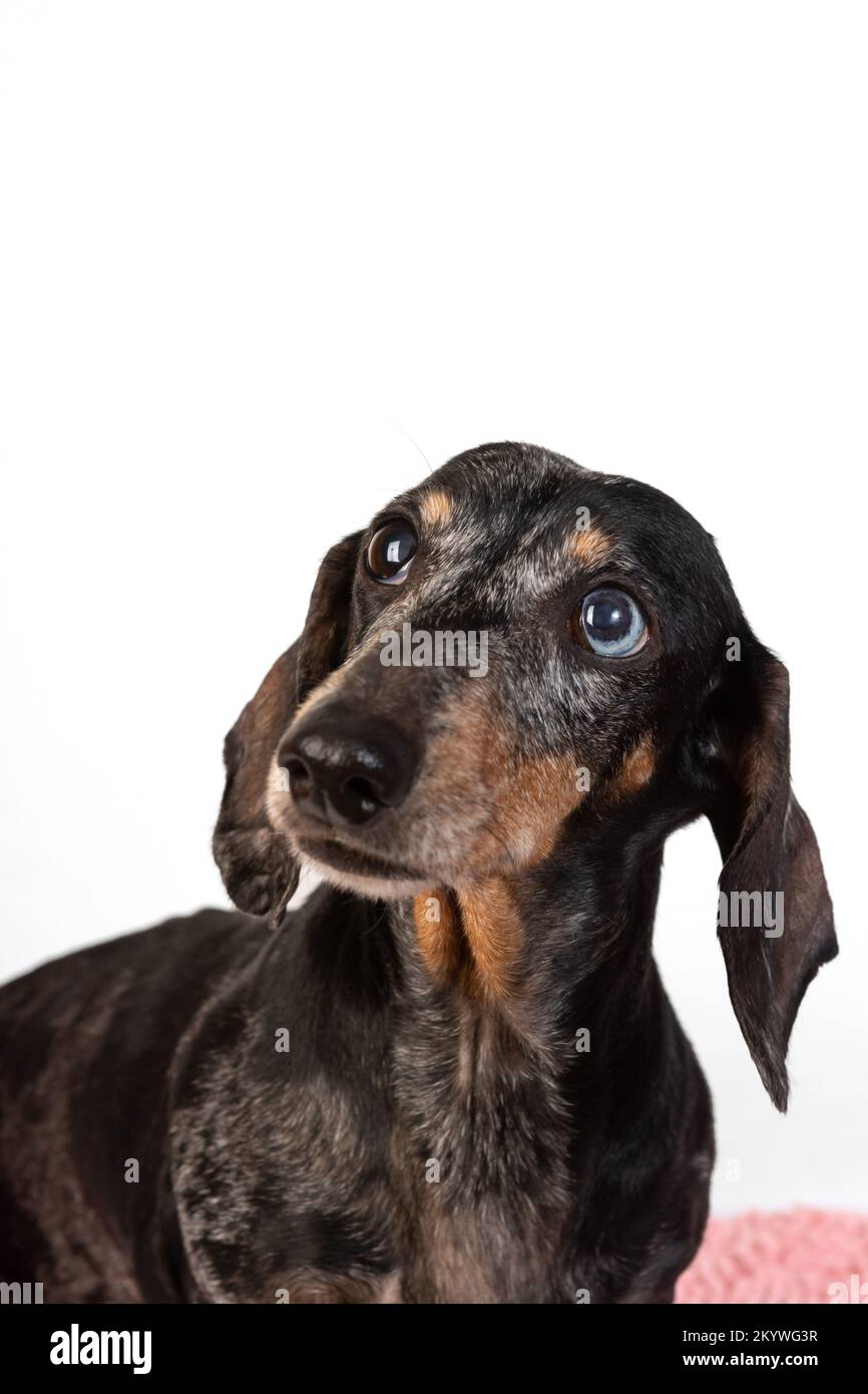 Ritratto di un vecchio triste cane dachshund dai capelli grigi, con occhi di colori diversi, isolato su sfondo bianco Foto Stock