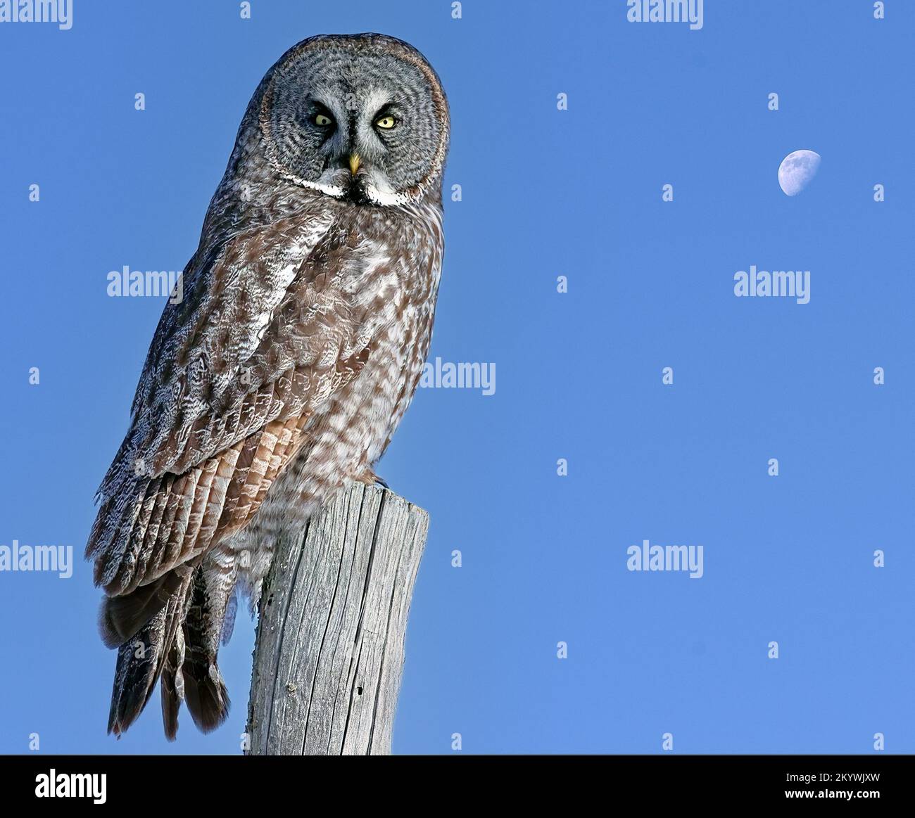 Breve gufo comune Foto Stock