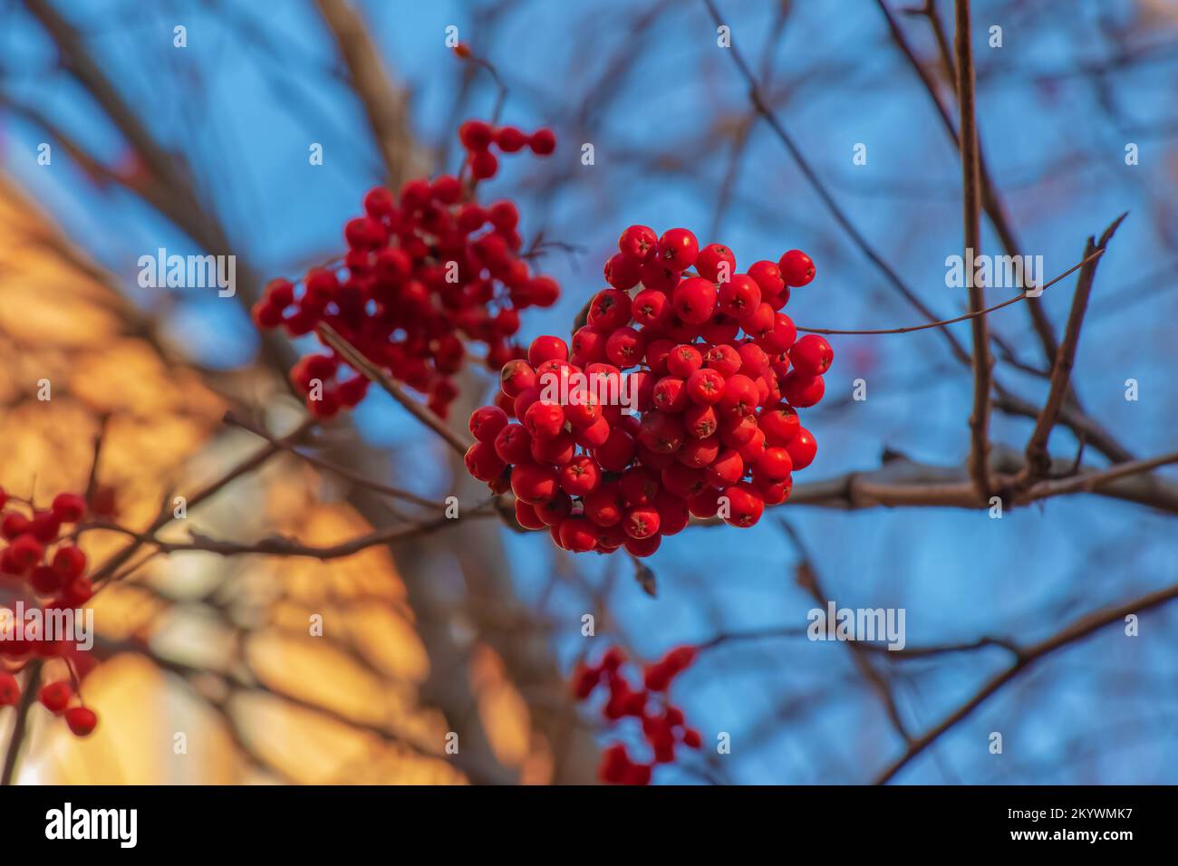 Cluster rossi di cenere di montagna su un ramo a fine autunno. Bacche rosse di rowan contro un cielo blu. Nome latino: Sorbus aucuparia L. Foto Stock