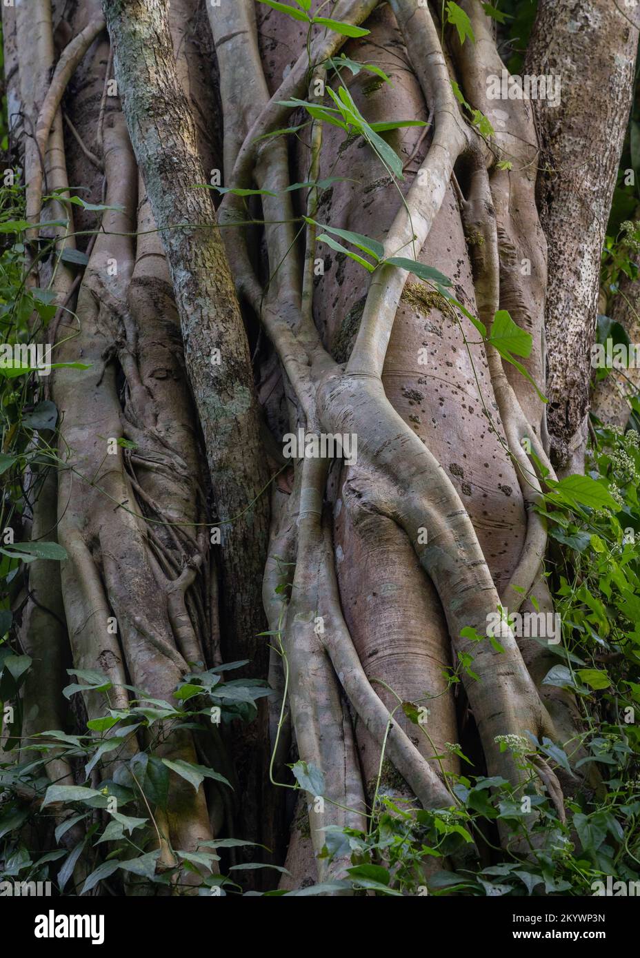 Particolare di un fico strangolante o fico che cresce intorno ad un altro tronco in foresta tropicale, Chiang Dao, Chiang mai, Thailandia Foto Stock