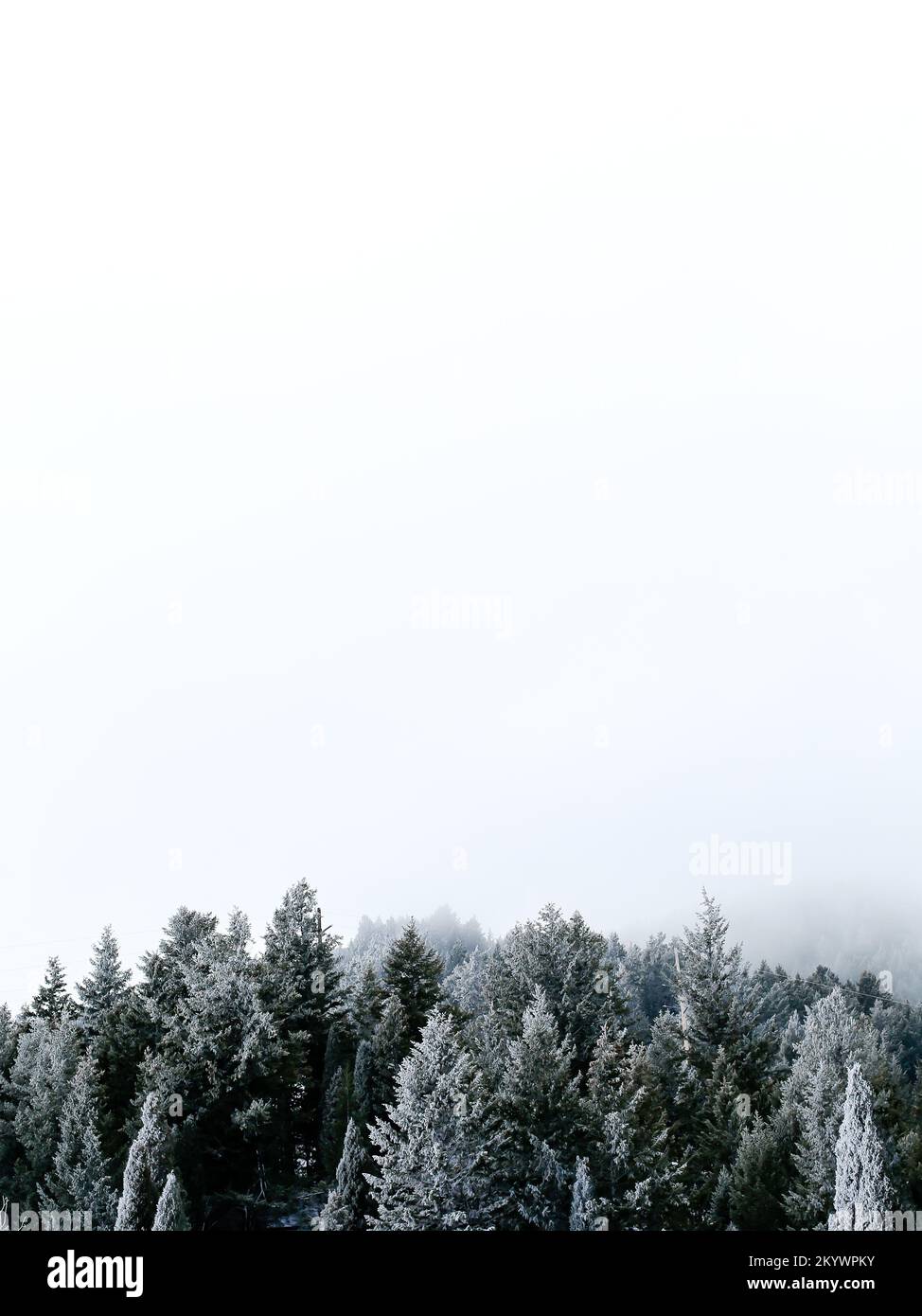 Croccante montagna invernale coperta di pini e neve contro Whi Foto Stock