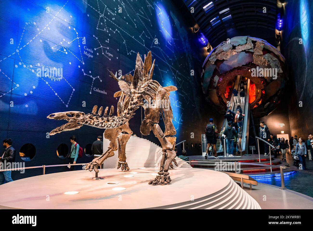 Museo di Storia Naturale - lo scheletro più completo dello stegosauro Foto Stock