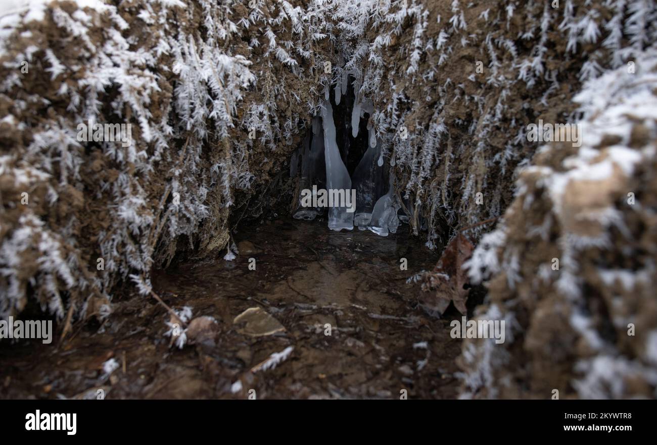 Rami e foglie congelate in fiocchi di neve lungo il torrente in inverno nella foresta Foto Stock