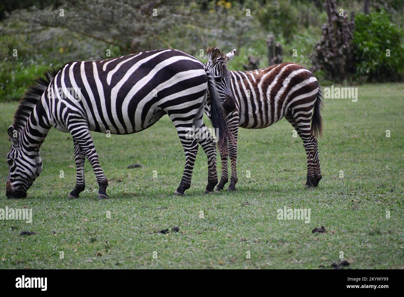 La sera, la mamma e la zebra del bambino si nutrono Foto Stock