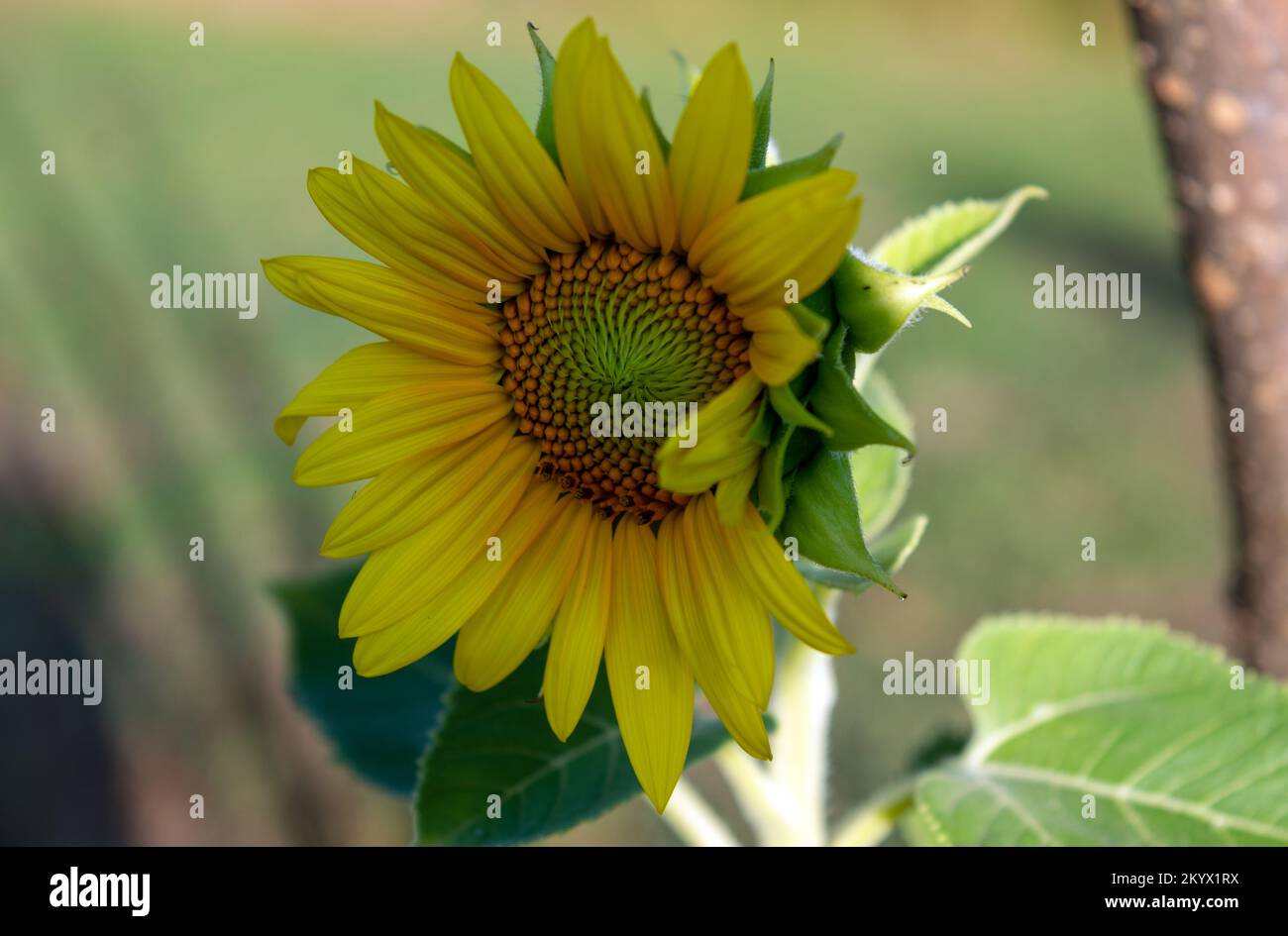 Un girasole giovane sta cominciando appena ad aprirsi. I delicati petali e il fuoco morbido ritraggono un'atmosfera e una freschezza piuttosto romantiche. Bokeh. Foto Stock