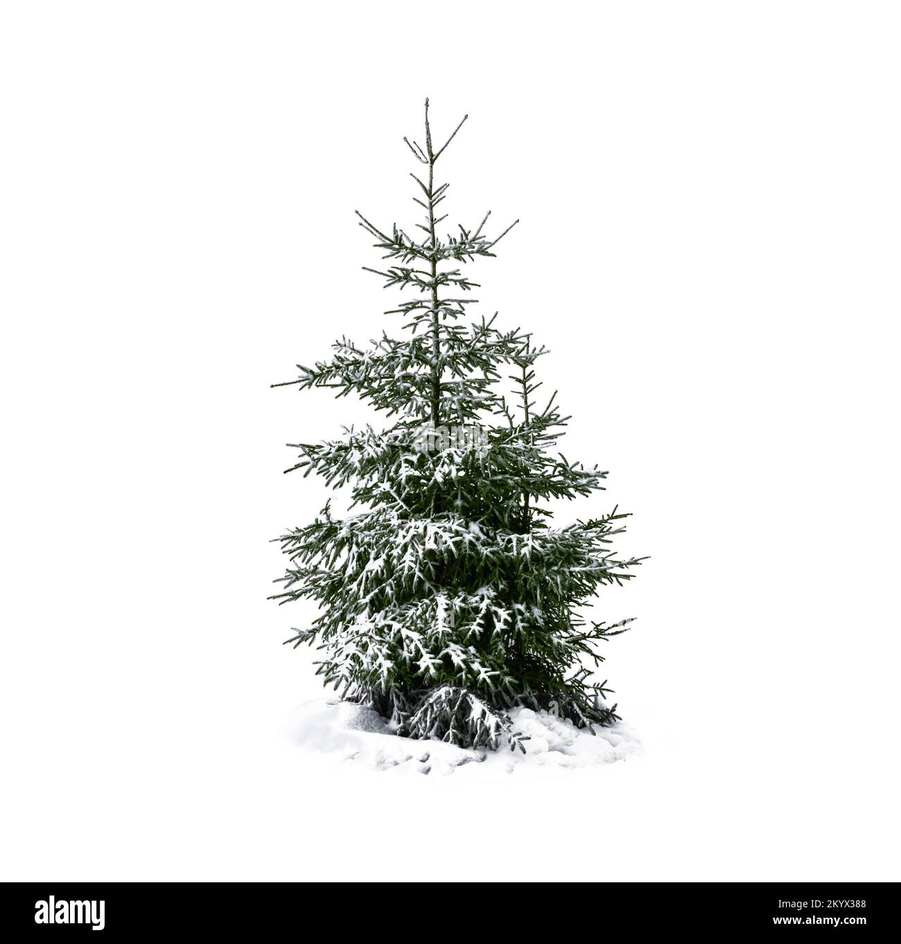 Albero di Natale innevato isolato su bianco. Foto Stock