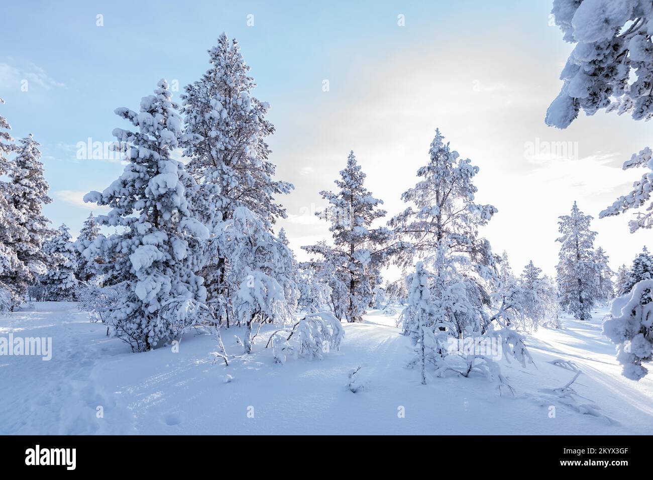 Paesaggio invernale con alberi innevati su una montagna nel Parco Nazionale della Finlandia. Foto Stock