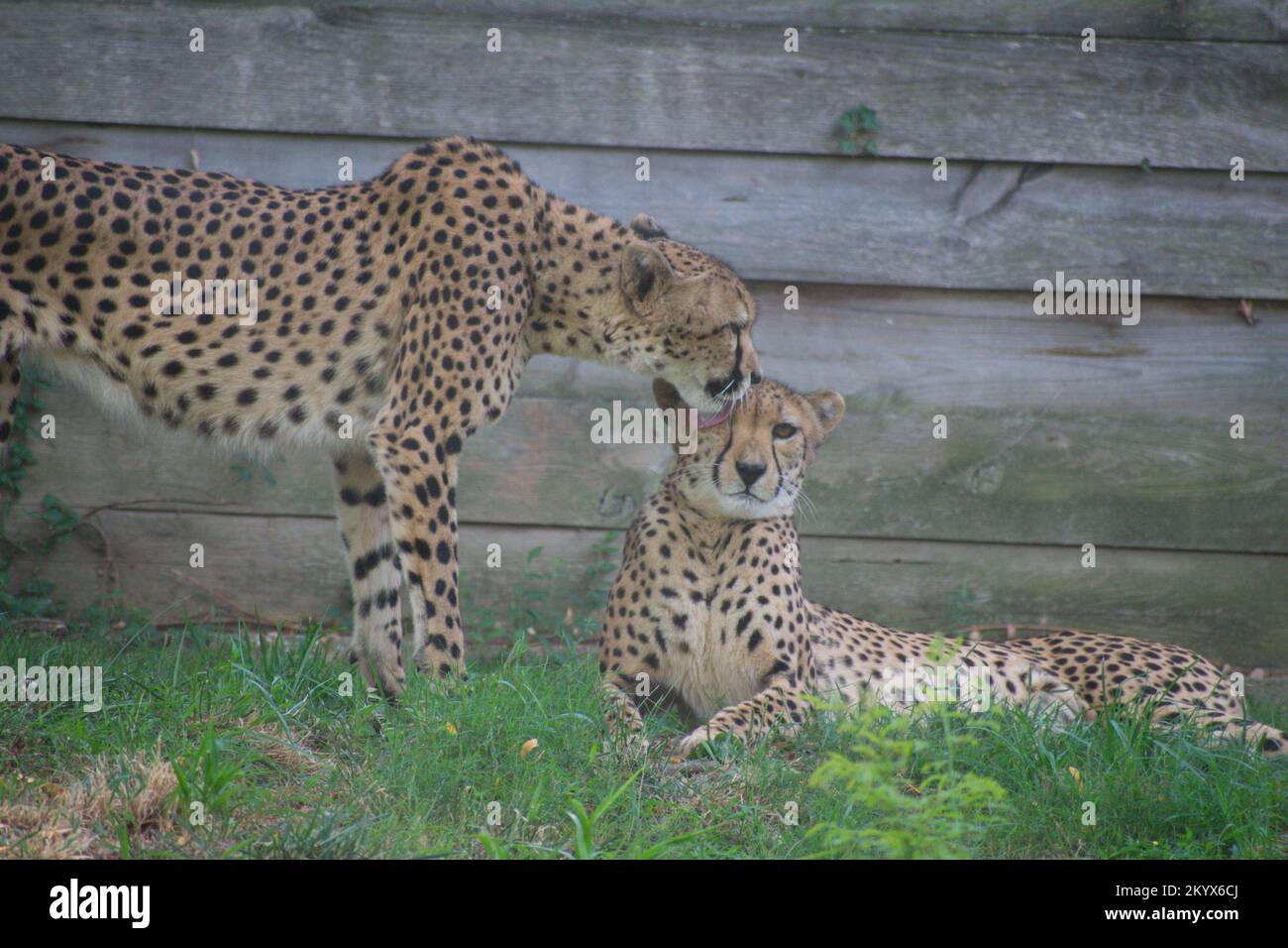 La coppia di Cheetah Foto Stock