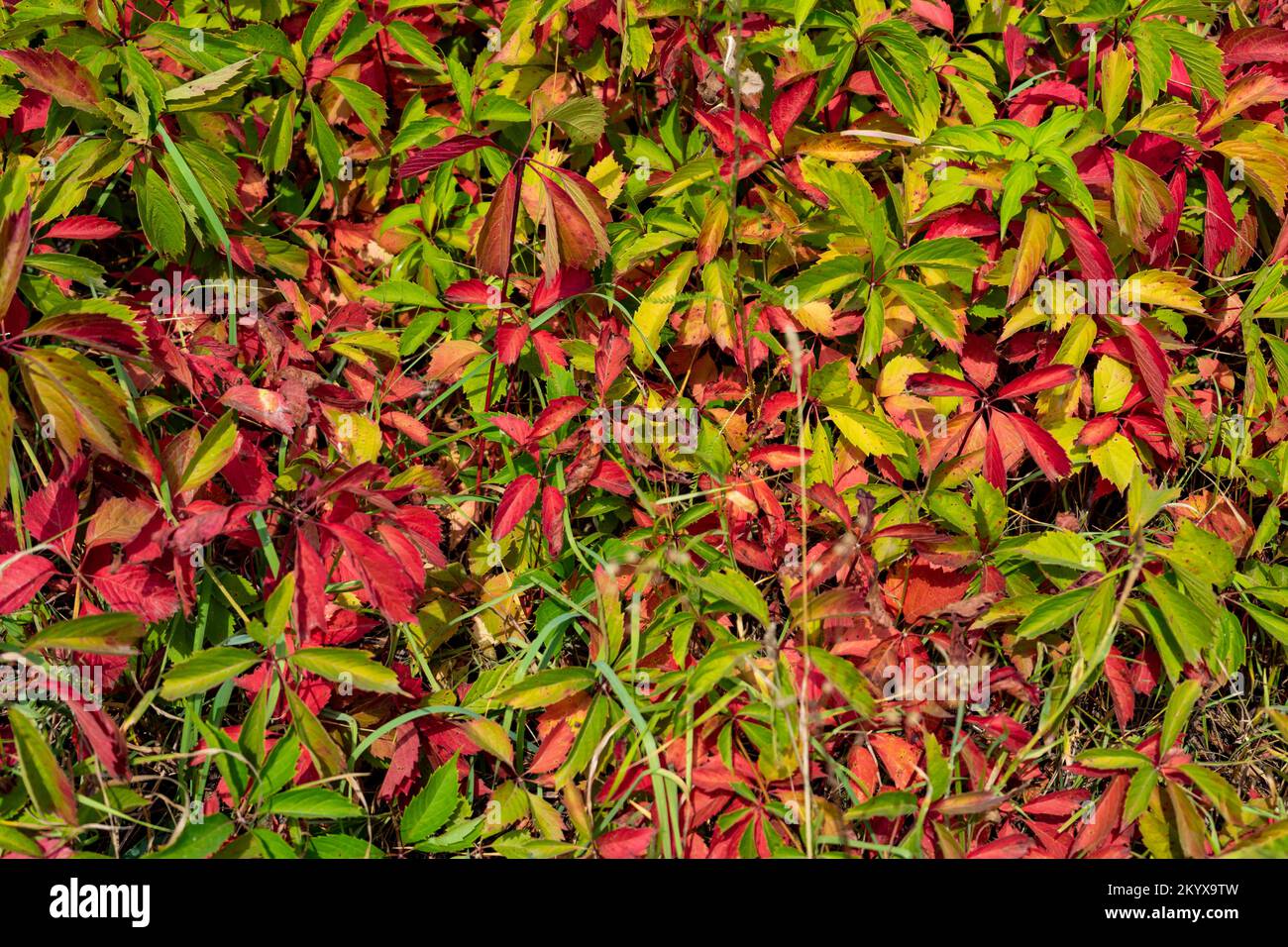 Foglie di edera verde e rossa in una giornata di sole. Foto Stock