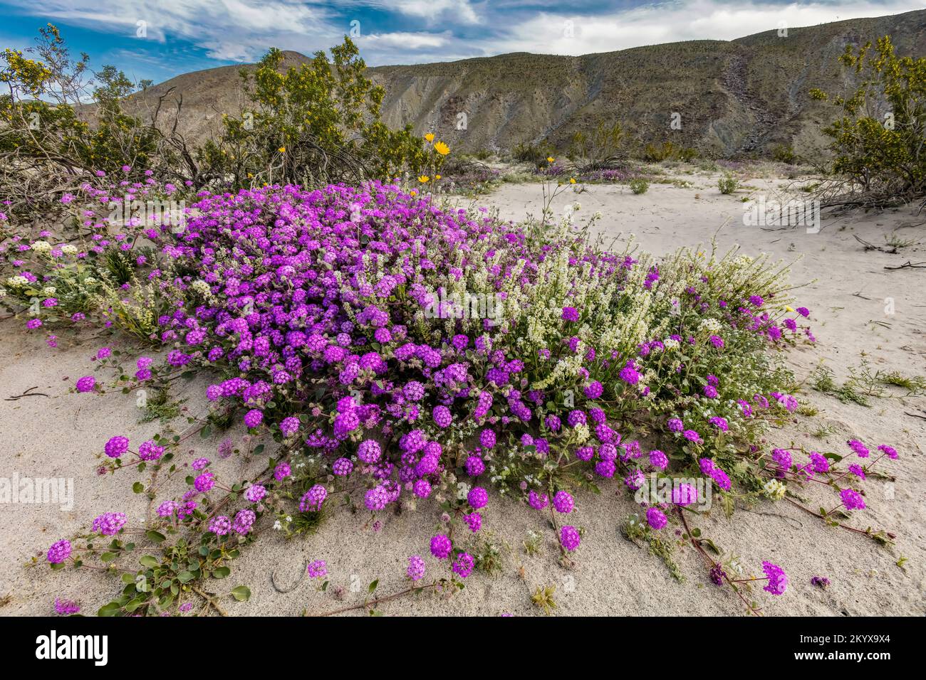 Deserto sabbia Verbena - Anza Borrego SP - California Foto Stock