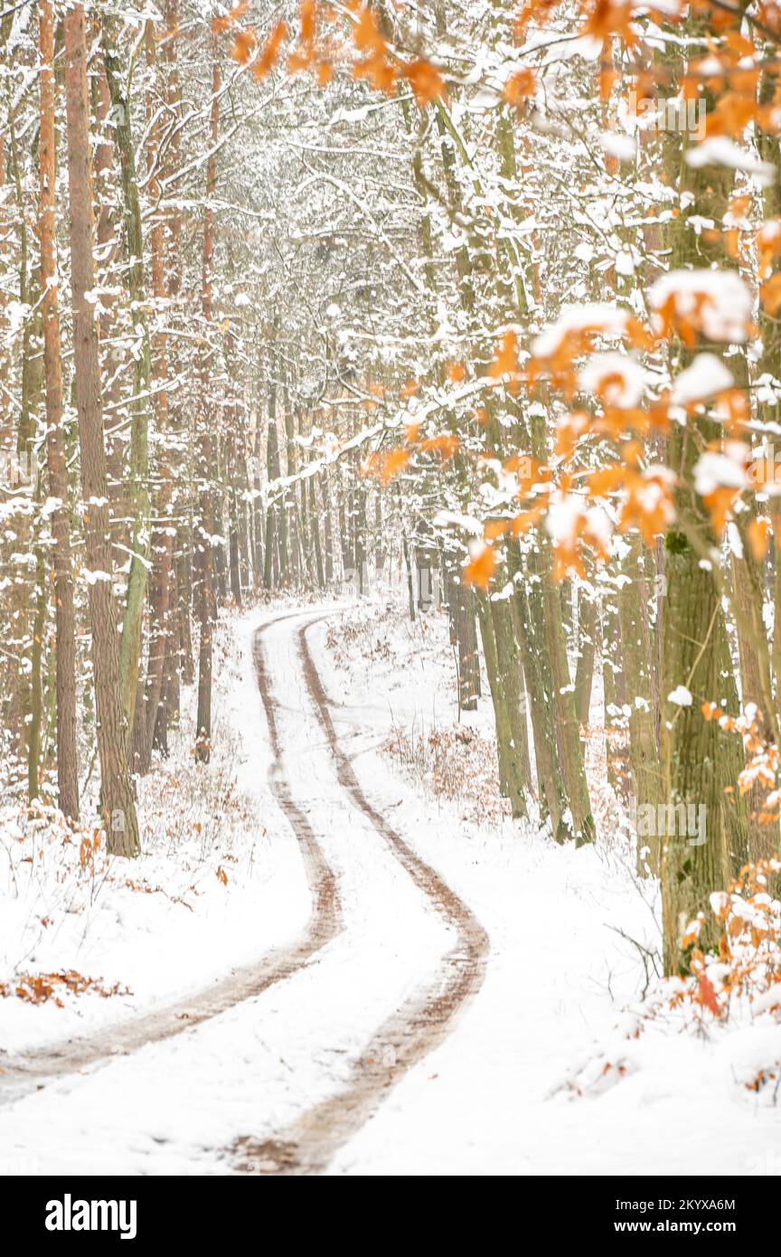 Belle foto invernali della foresta Foto Stock
