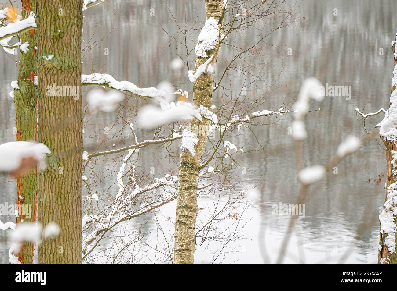 Belle foto invernali della foresta Foto Stock