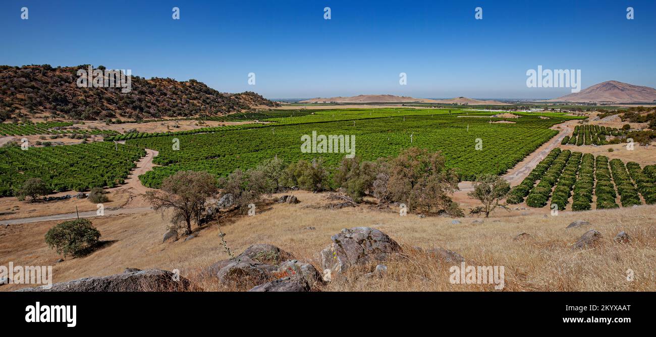 Aranceto - California centrale l'irrigazione Foto Stock