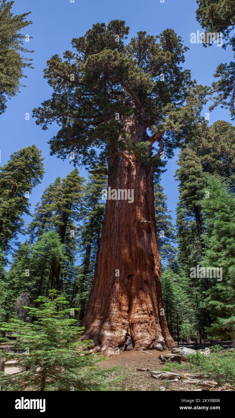 Il General Sherman Sequoia Sequoia National Park è un parco nazionale situato nella Sierra Nevada meridionale, a est di Visalia, California, negli Stati Uniti. Foto Stock
