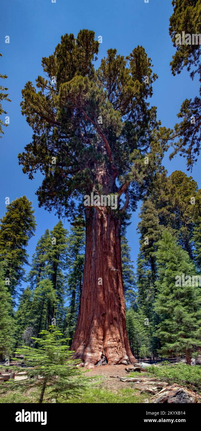Il General Sherman Sequoia Sequoia National Park è un parco nazionale situato nella Sierra Nevada meridionale, a est di Visalia, California, negli Stati Uniti. Foto Stock