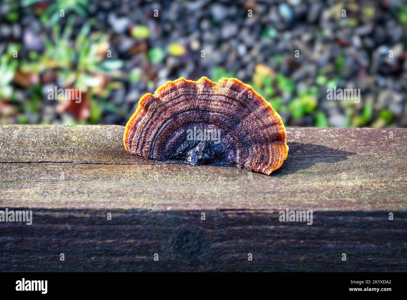 Il Rusty Gilled Polypore, un fungo di decadimento del legno che causa una marciume marrone. Foto Stock