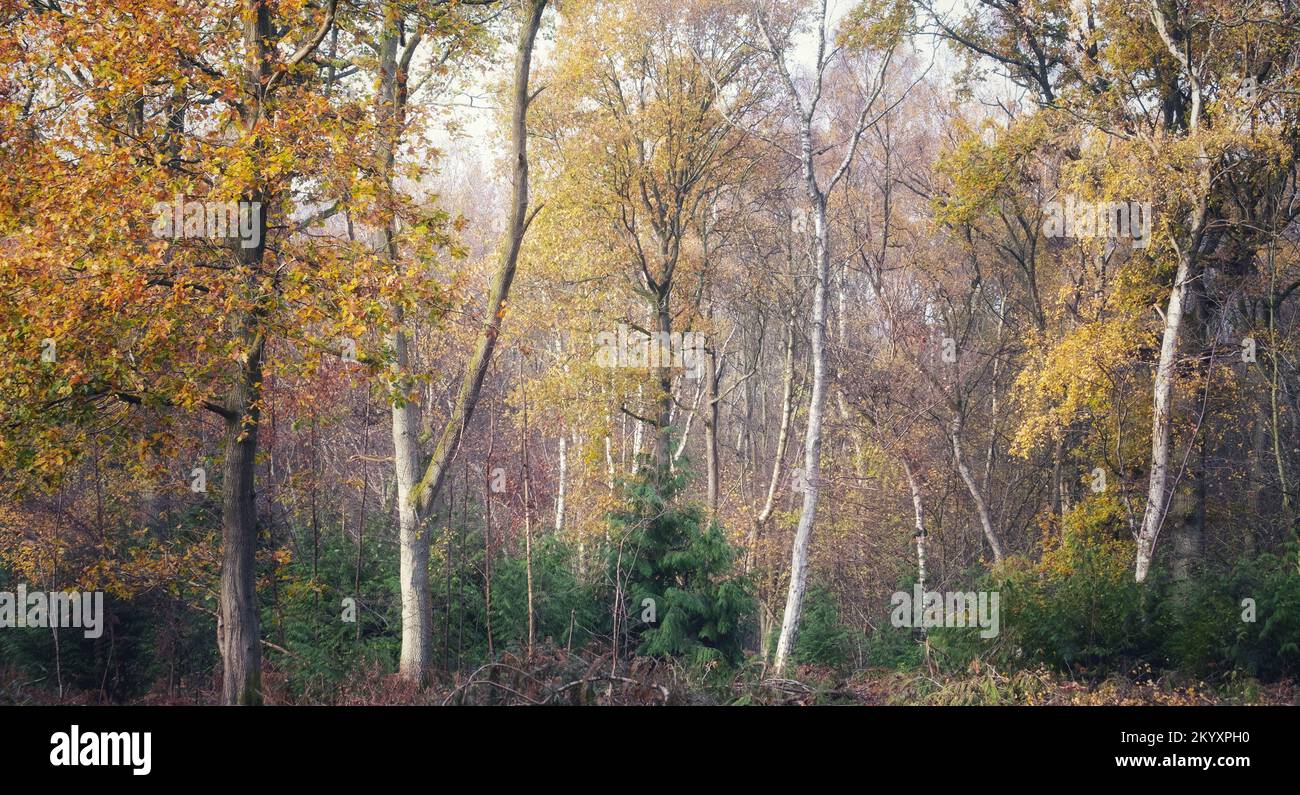 Colori autunnali in un bosco del Warwickshire, Inghilterra. I colori che cambiano colorano gli alberi in giallo vibrante, arance e marrone. Foto Stock