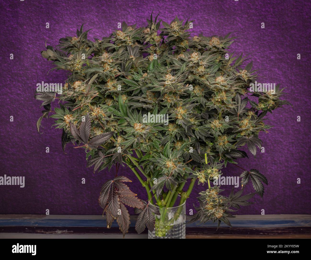Mazzo di fiori di marijuana fioriture maturate con fondo viola scuro Foto Stock