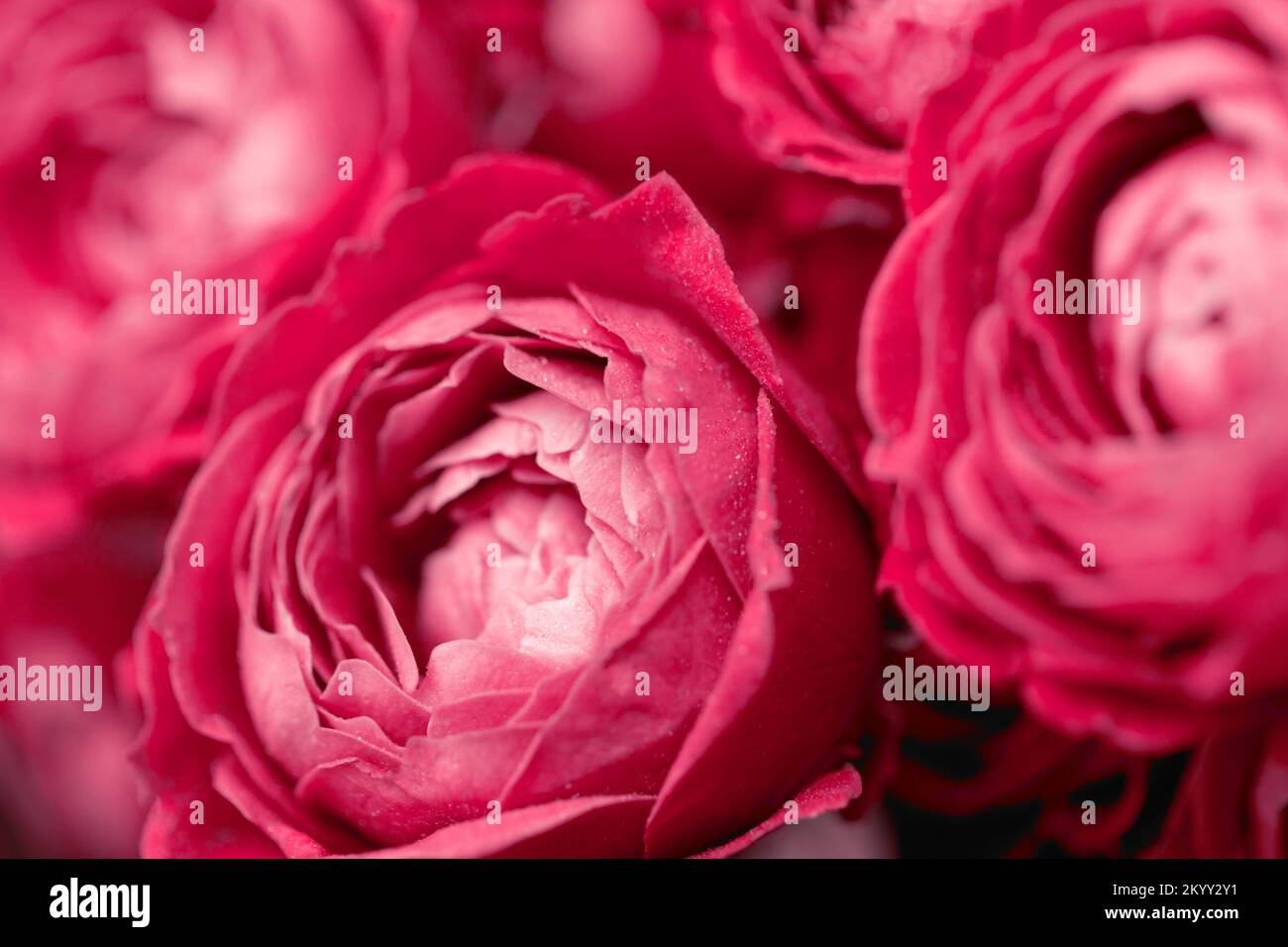 rose in rosso magenta colore dell'anno 2023 Viva Magenta. Dimostrazione del  colore di 2023 anno per l'industria della moda, dell'abbigliamento e  dell'interior design. Molte rose Foto stock - Alamy