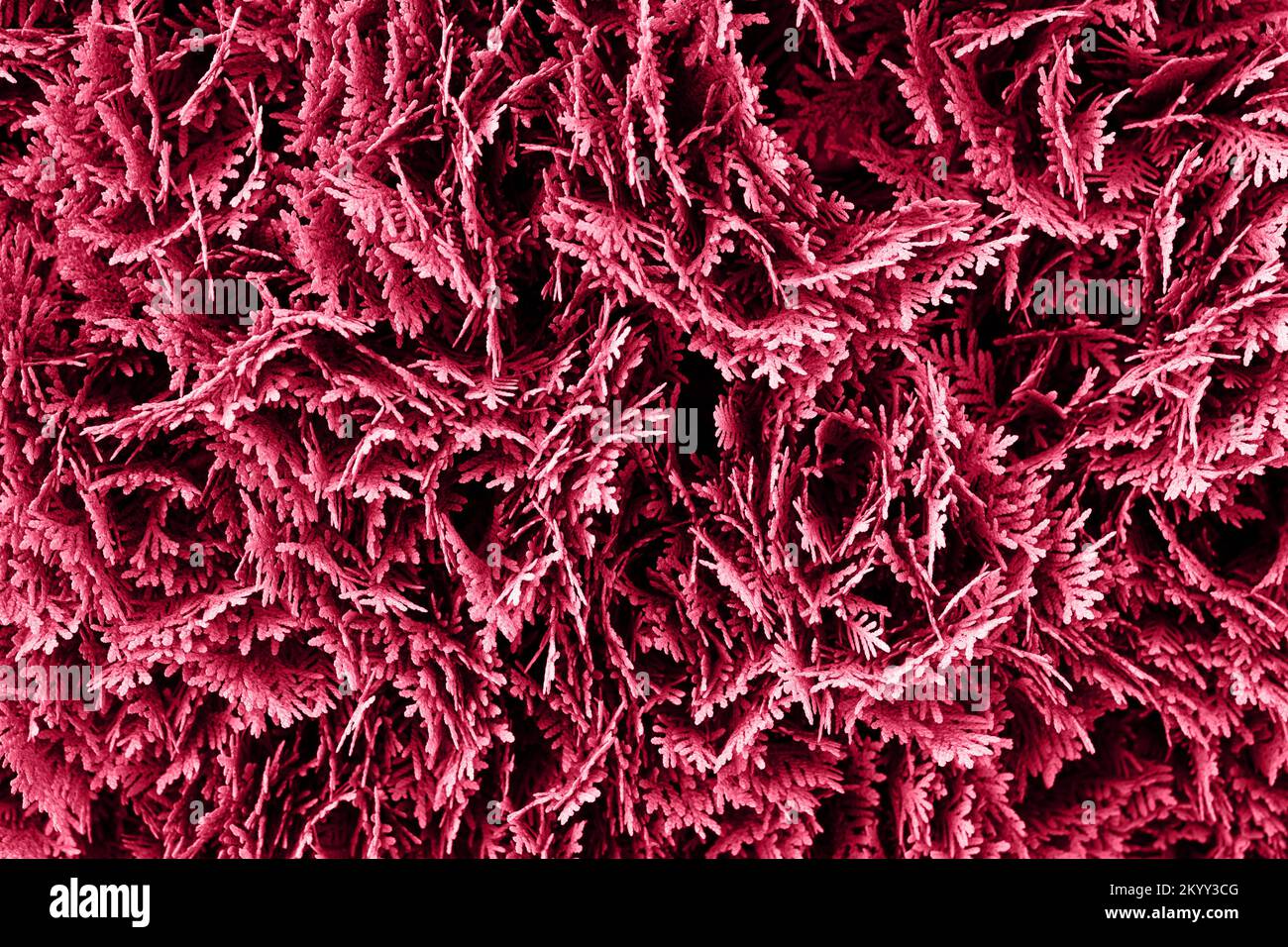 Viva magenta colore astratto sfondo thuja. Colore dell'anno 2023 Foto Stock
