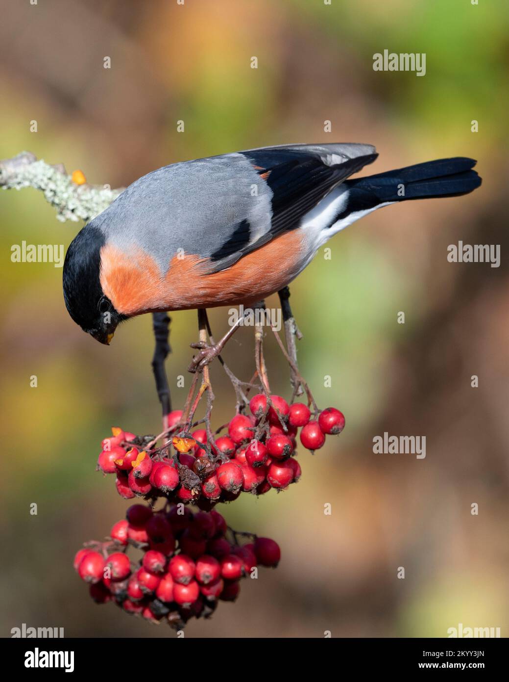 Maschio Eurasian Bullfinch (Pyrrhula pirrhula) nutrirsi di bacche rosse di rowan al sole d'autunno in Inghilterra. Foto Stock