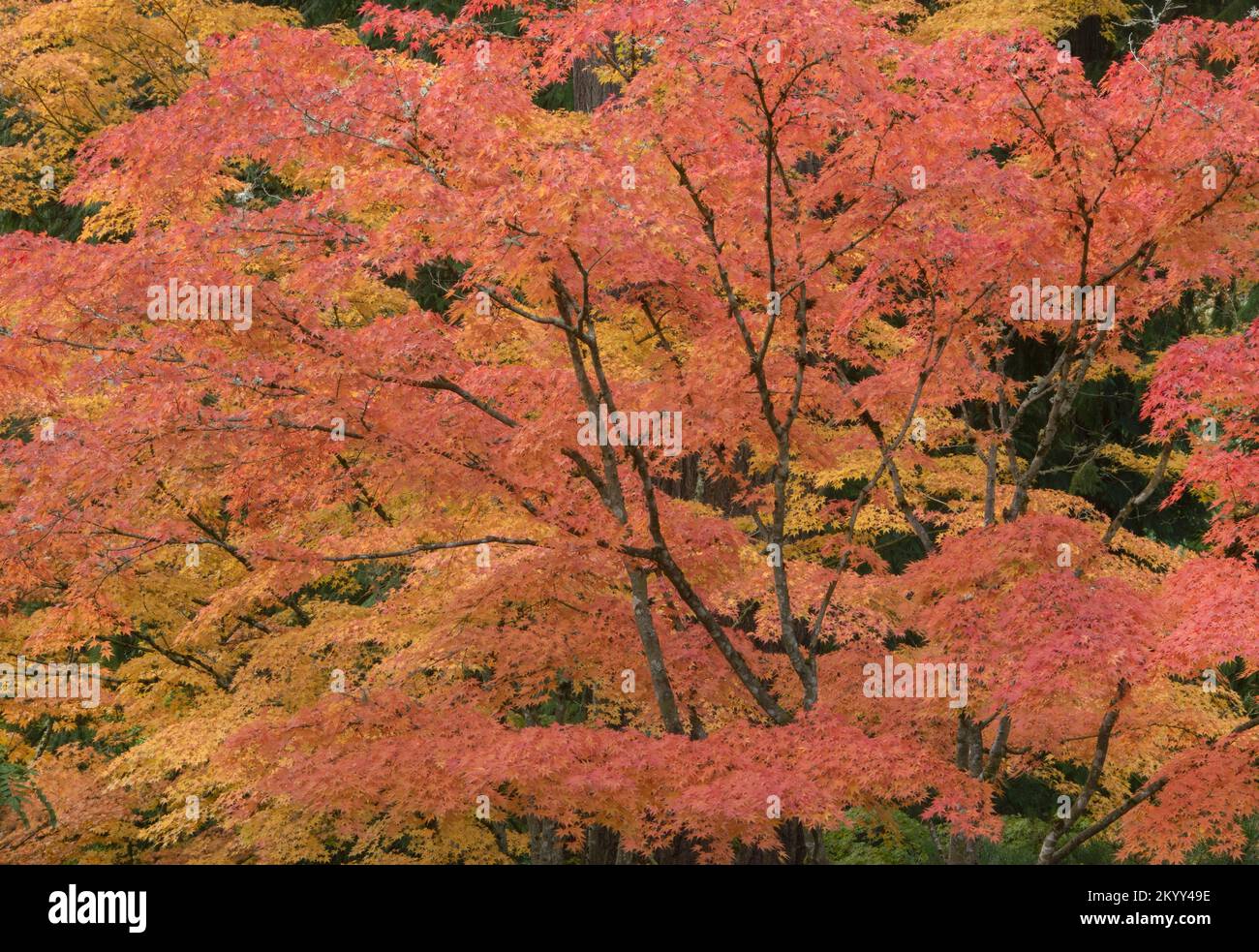 Acero giapponese in autunno, colori vivaci di autunno, Portland, Oregon Foto Stock