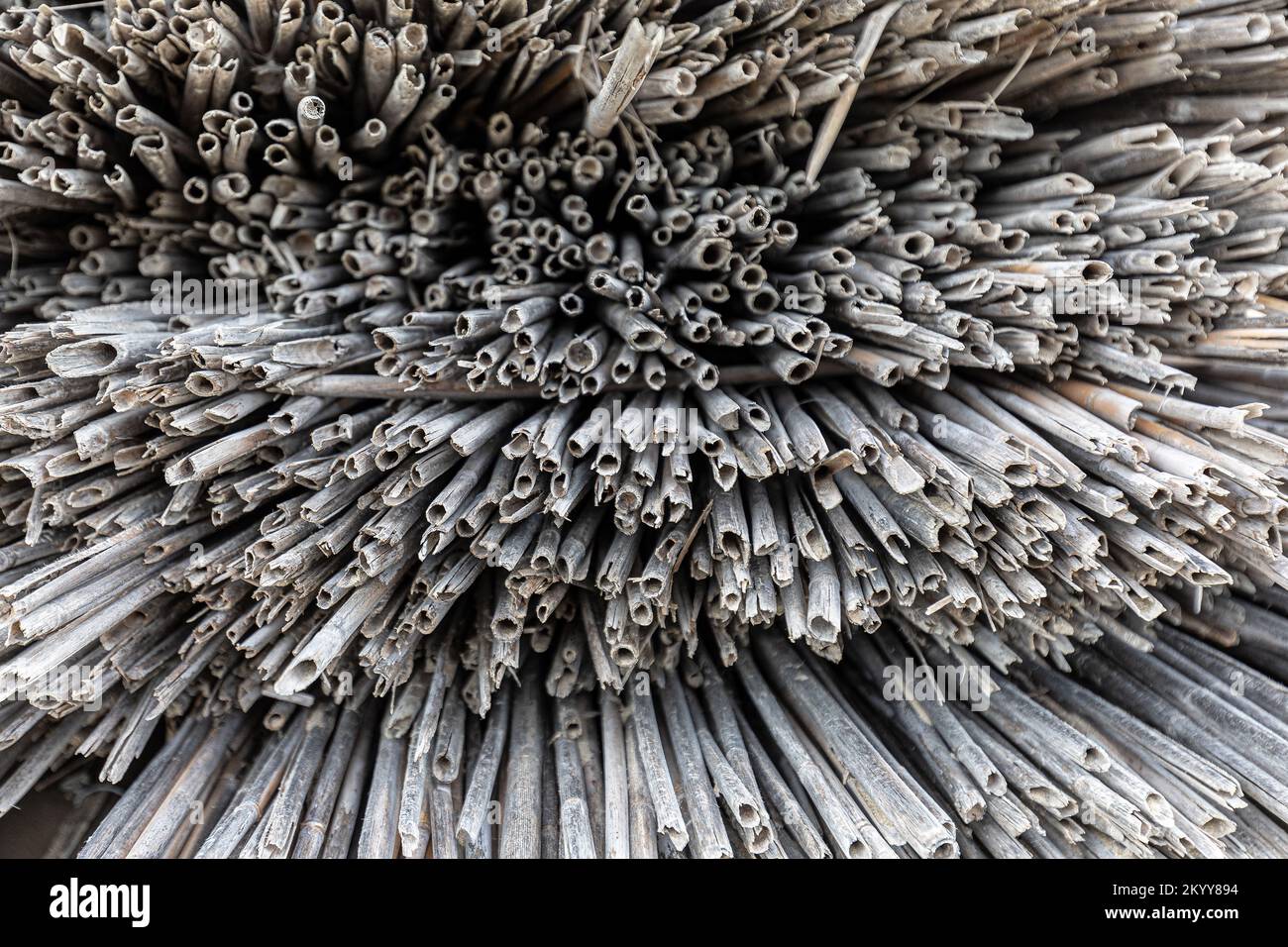 canne tagliate per ombrello da spiaggia colore grigio sfondo texture Foto Stock