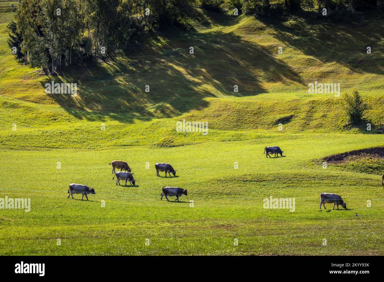 Mucche alpine nella valle dell'Engadina, Alpi svizzere, Svizzera Foto Stock