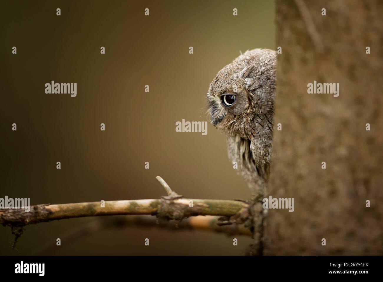 Cowl Scops comune, Otus scops, gufo piccolo nell'habitat naturale, seduto sull'albero, foresta in background. Fauna selvatica scena dalla natura Foto Stock