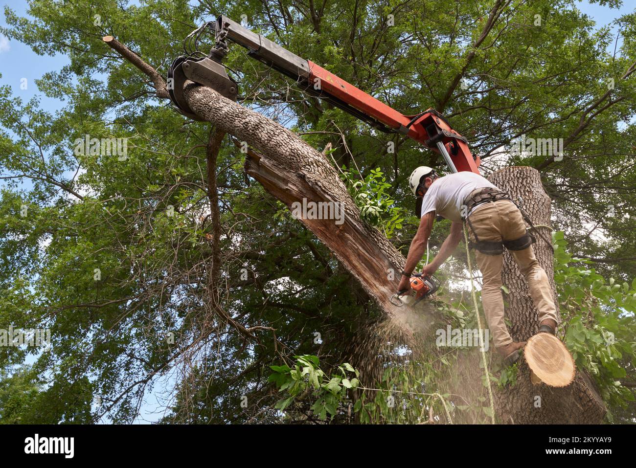 Gru a camion attaccata ad un ramo di cenere deceduto come arborista fa il taglio finale della motosega. Foto Stock