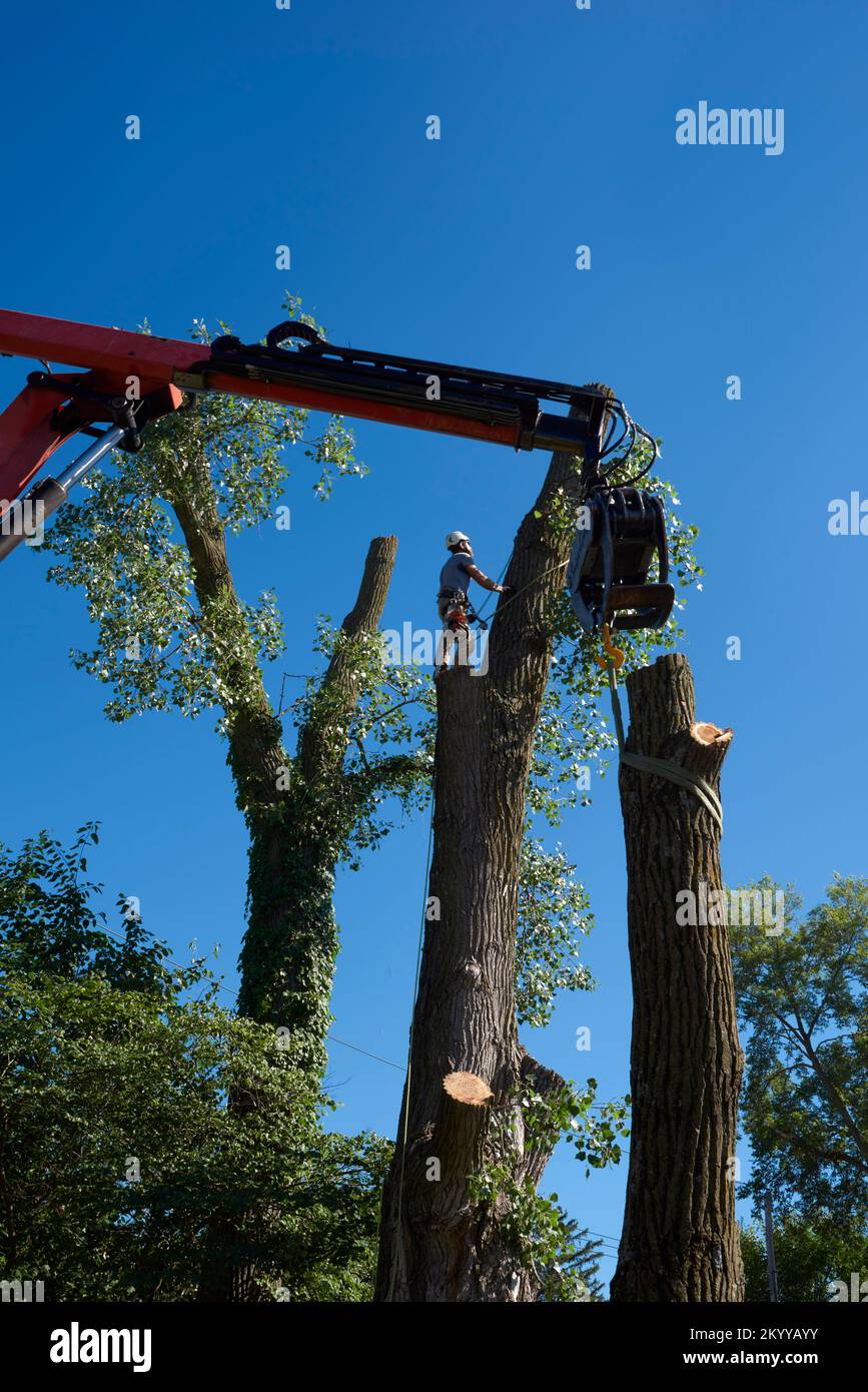 Quando la gru del carrello abbassa un ceppo, l'arborista smonta un cottonwood dall'alto verso il basso. Foto Stock