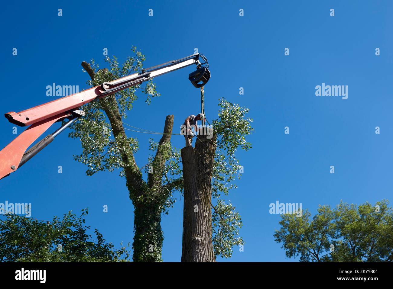 Arborista in piedi in cima ad un albero di cottonwood che fissa le cinghie della gru alla sezione successiva dell'albero da rimuovere Foto Stock