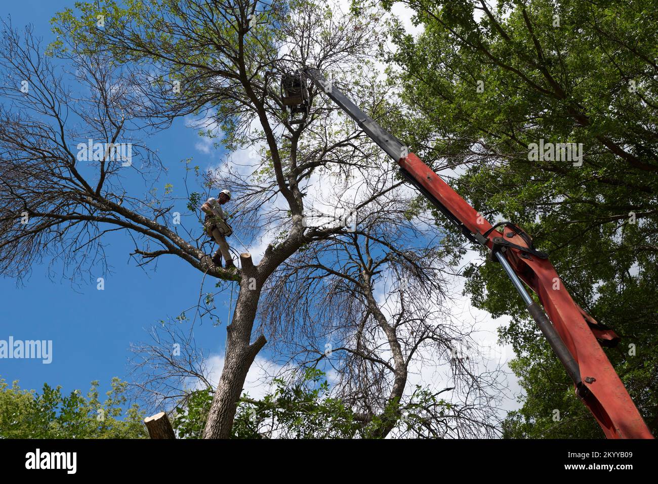 Arborista in piedi in cima ad un albero di cottonwood che fissa le cinghie della gru alla sezione successiva dell'albero da rimuovere Foto Stock