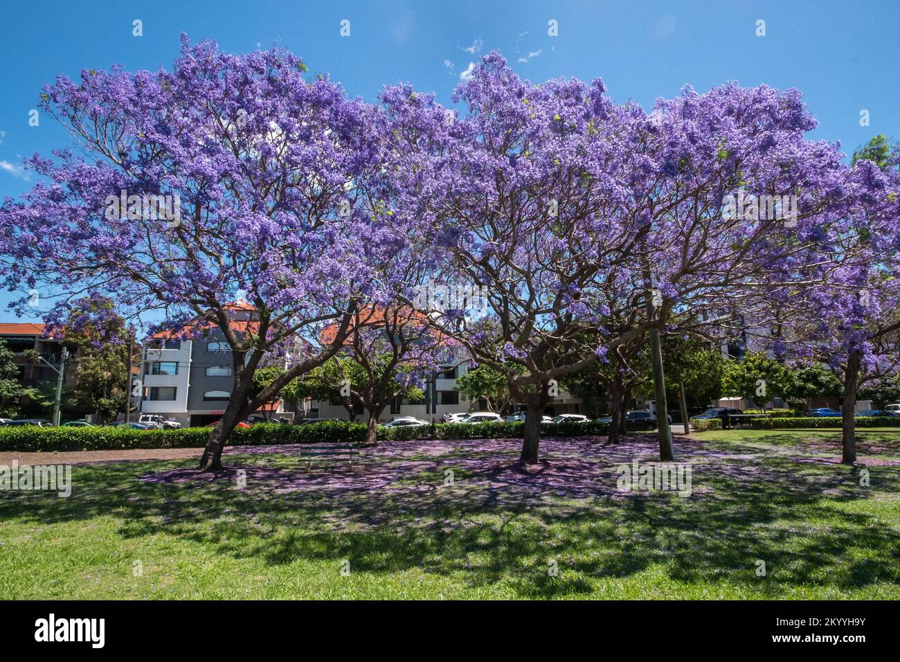 Splendidi alberi di jacaranda fioriscono sotto un bel sole Foto Stock