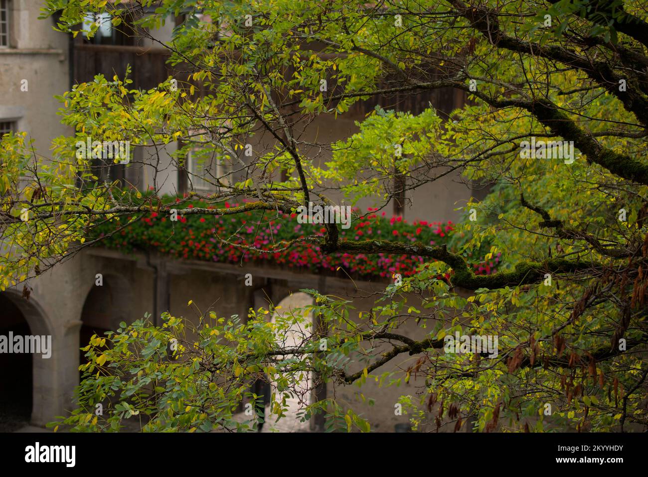 Albero nel cortile del castello, Gruyères, Svizzera Foto Stock