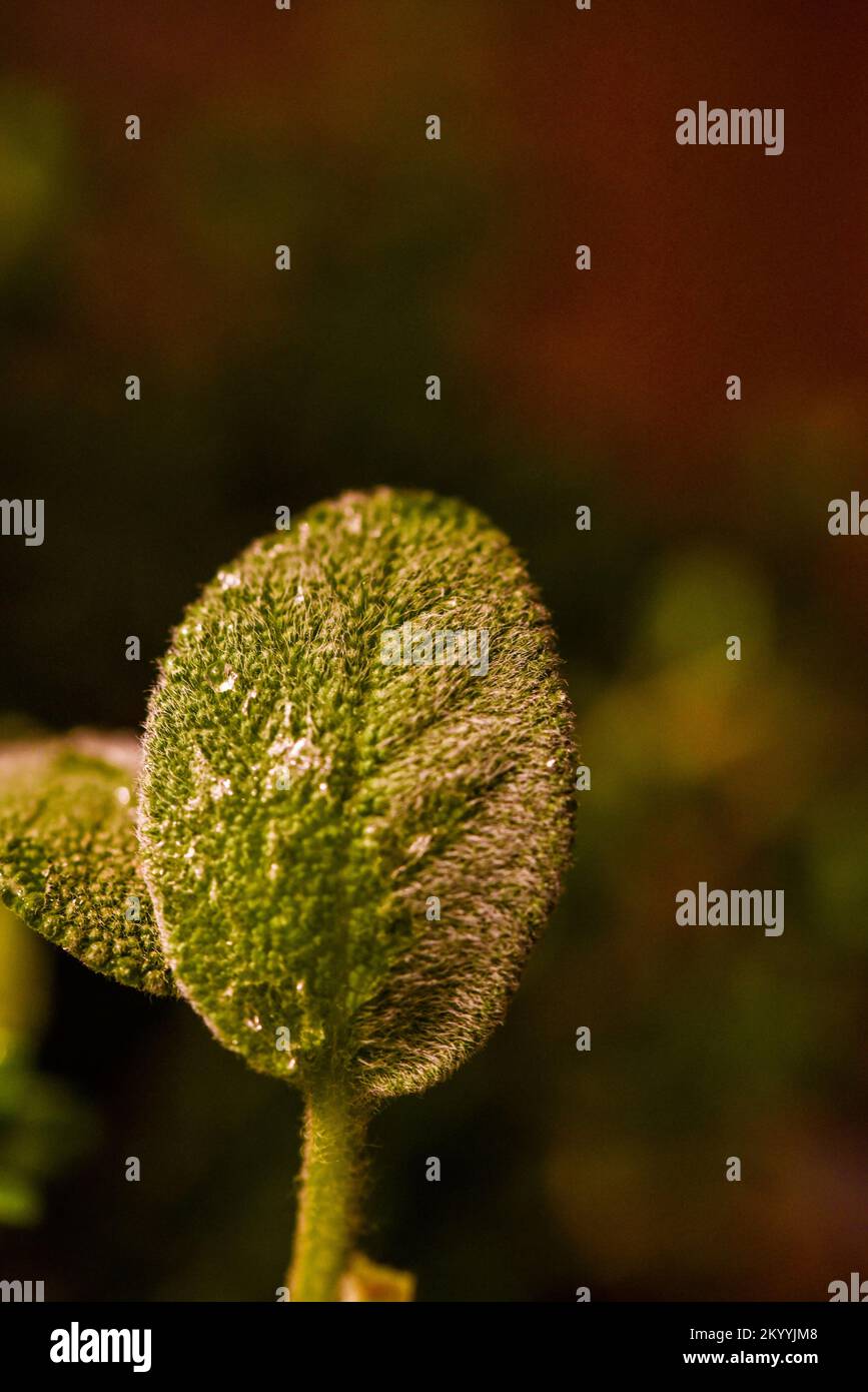 Immagine esplosa di una pianta di erbe di salvia verde Foto Stock